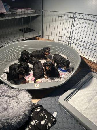 Image 10 of F1B Now only 2 gorgeous cockapoo pups left cockerpoo