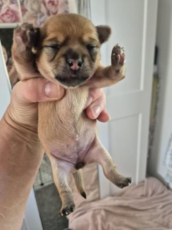 Image 8 of STUNNINGFemale Apple Head Chihuahua For Sale