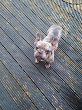 Image 1 of 22month old blue Merle french bulldog