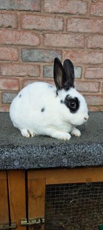 Image 4 of Mini Rex babies. Ready early April. Pure bred.