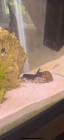 Image 1 of Marine Mantis Shrimp for sale!