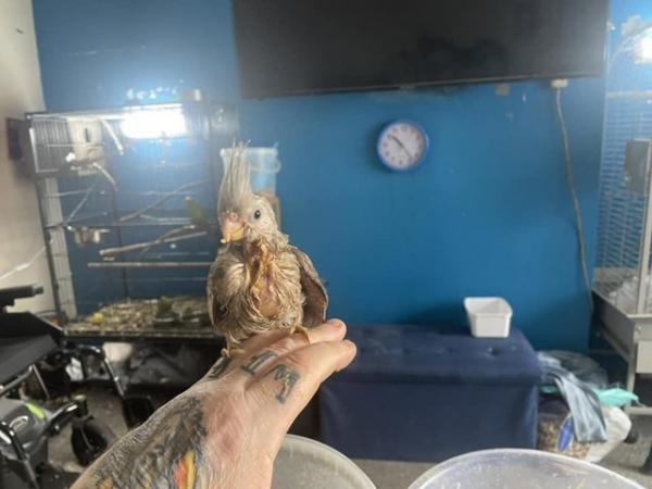 Image 11 of Hand reared Cockatiels, can come with brand new cage