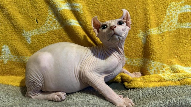 Image 1 of Sale wonderful males and female Sphynx