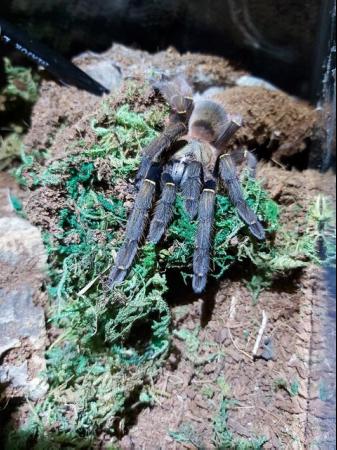 Image 3 of Ephebopus cyanognathus - blue fang tarantula
