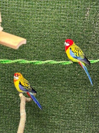 Image 5 of Beautiful rosella parakeets available haaris pet Centre