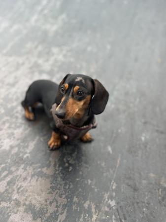Image 4 of 3 beautiful kc reg miniature dachshund boy pups