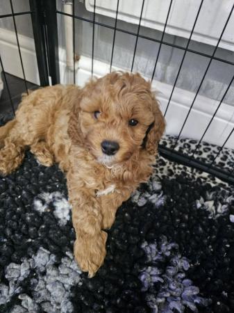 Image 6 of 2 male cavapoo puppys ready now