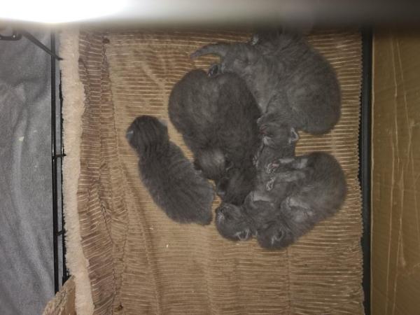 Image 3 of 7 GCCF Registered Active British shorthair kittens