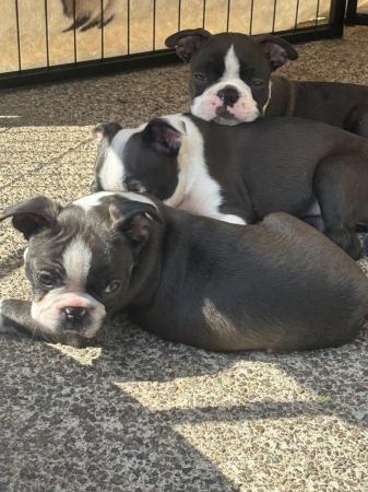 Image 4 of KC Reg Exceptional Boston Terrier Puppies