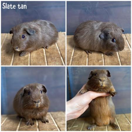 Image 5 of Female & Male Guinea pigs available