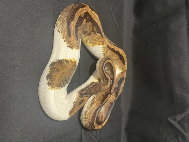 Preview of the first image of Adult female enchi & male piebald Ball pythons for sale.