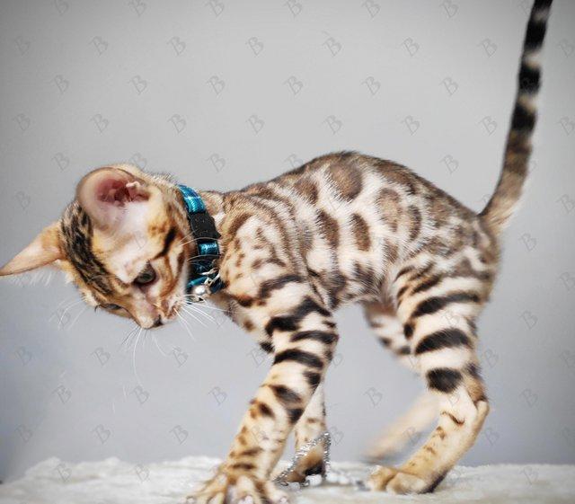 Preview of the first image of Bengal Pedigree Kittens TICA registered from LilBengals.