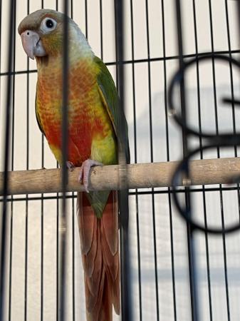 Image 5 of Beautiful younger female conure