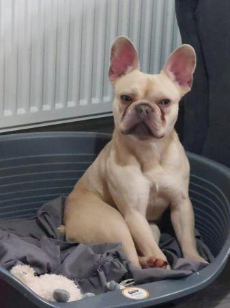 Image 2 of 12 month old light brown male French bulldog