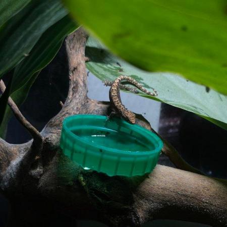Image 1 of Hatchling Mourning Geckos for Sale