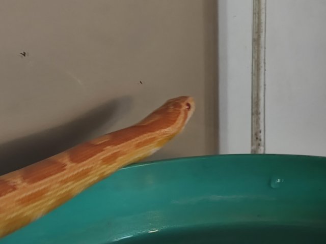 Preview of the first image of Salmon-Pink Cornsnake female with complete set-up.