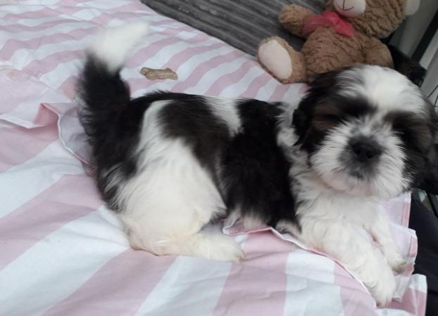 Image 2 of Two puppies male female shih zu
