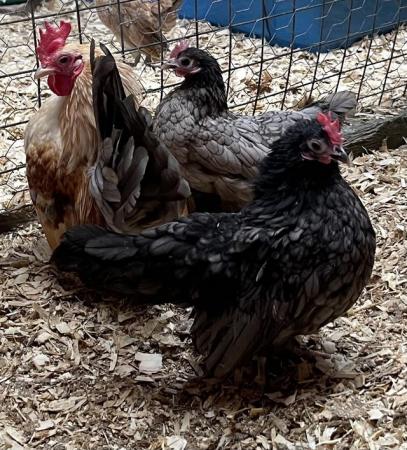 Image 4 of Serama chicks, lots of colours, various ages/prices