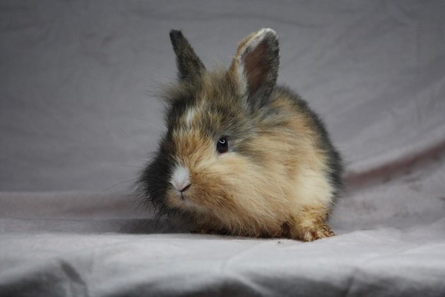 Image 3 of 2 male rabbits looking for forever home!