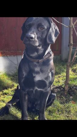 Image 3 of 15 month old Labrador cross