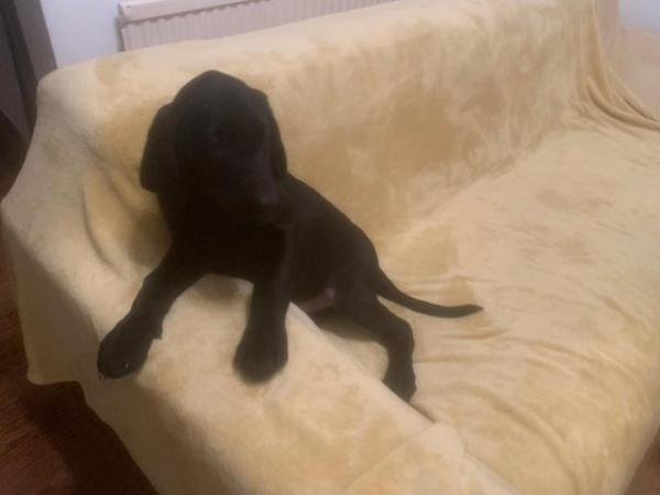 Image 50 of KC Registered Health Tested Parents Labrador Puppies