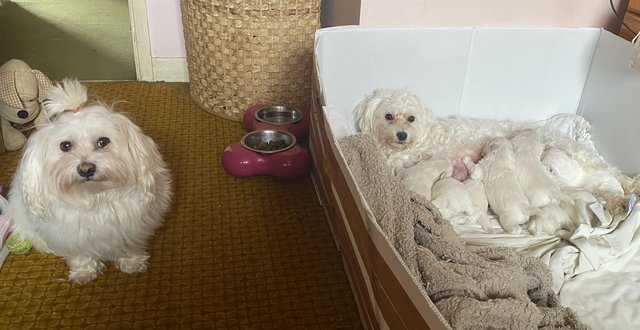 Image 6 of Pure breed small Maltese puppies