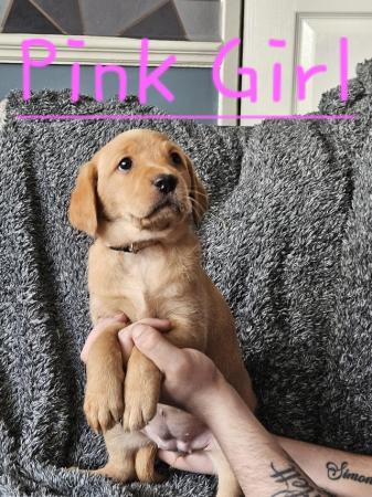 Image 13 of READY TO LEAVE NOW -chunky golden/ fox red labradors puppies