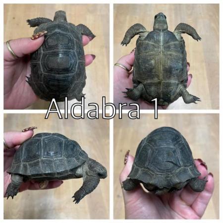 Image 5 of Aldabra tortoises now ready to leave at urban exotics