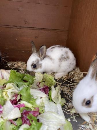 Image 6 of Beautiful mixed litter of baby bunnies