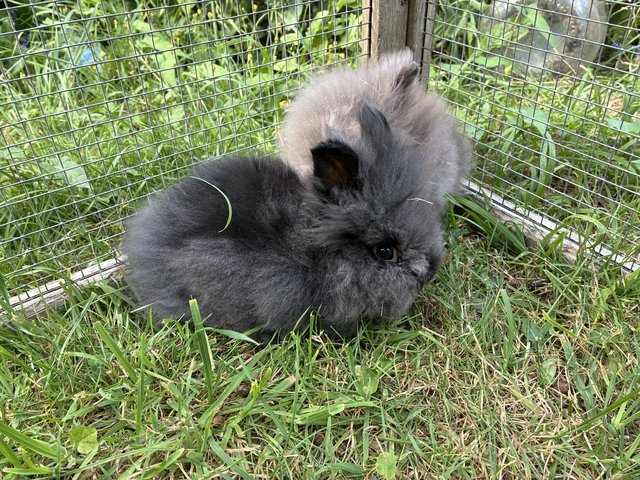 3 beautiful lionhead babies — Pets & Animals in Wickford