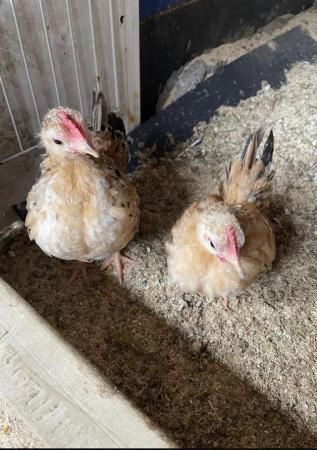 Image 2 of Serama chickens-SMALLEST CHICKEN BREED