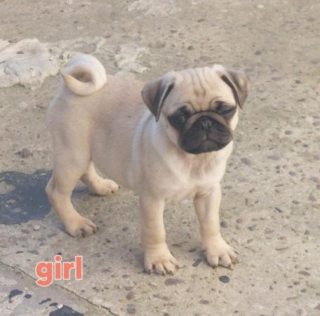 Image 2 of Kc registered Pug puppies