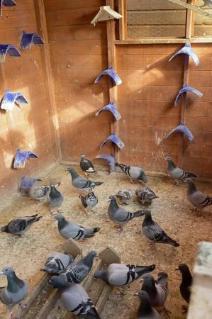 Image 5 of Young racing pigeons for sale