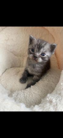 Image 10 of British Shorthair Kittens 9 weeks old