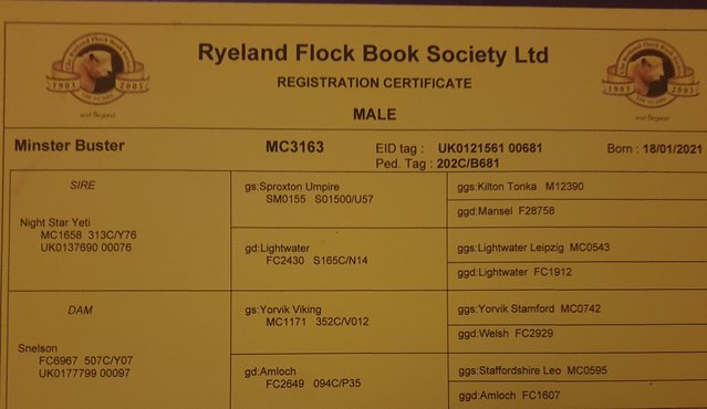 Image 2 of Registered Coloured Ryeland Ram (Proven)