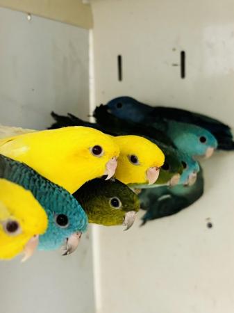Image 4 of lineolated Parakeets available
