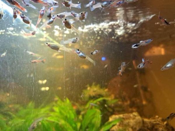 Image 1 of FREE guppies need gone ASAP!