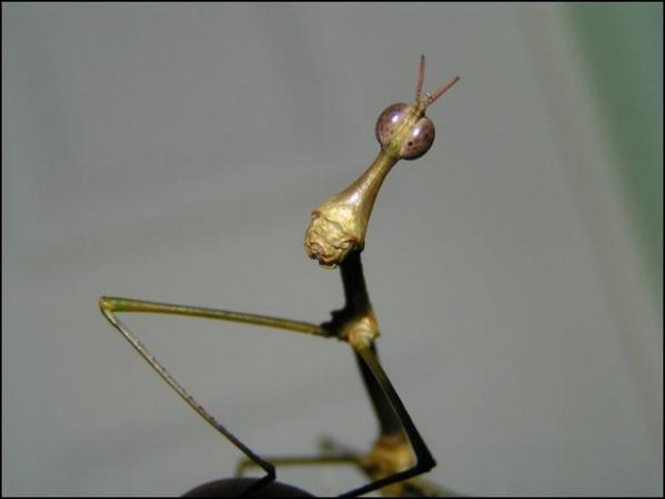Image 4 of Horsehead Grasshopper 6x Nymphs (like Stick Insect)