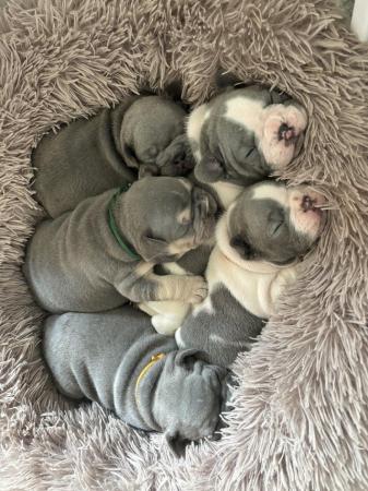 Image 1 of 5 Stunning French bulldogs lilac tan blue pied