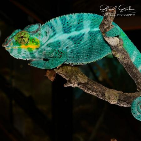 Image 2 of Global Geckos Available Reptile Stock List