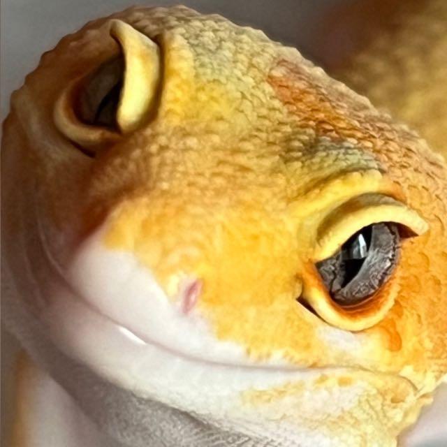 Preview of the first image of Leopard Gecko Tangerine Typhoon Female.