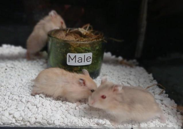 Image 18 of Baby Campbell's Hamsters