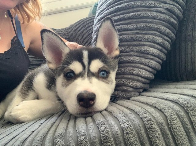 Preview of the first image of SIBERIAN HUSKY PUPPY *STOLEN* FEMALE.