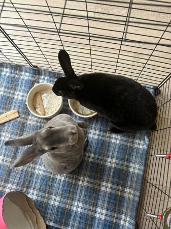 Image 5 of Beautiful Grey and Black rabbits