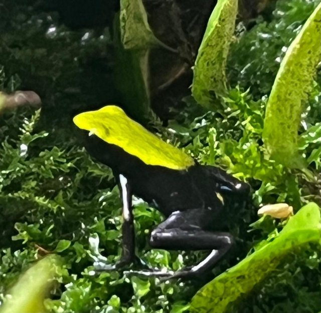 Preview of the first image of Captive bred 2023 climbing mantella (Mantella laevigata).