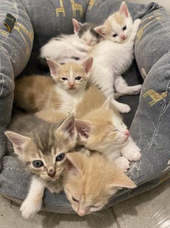 Image 3 of 6 Beautiful Kittens looking for their forever homes.