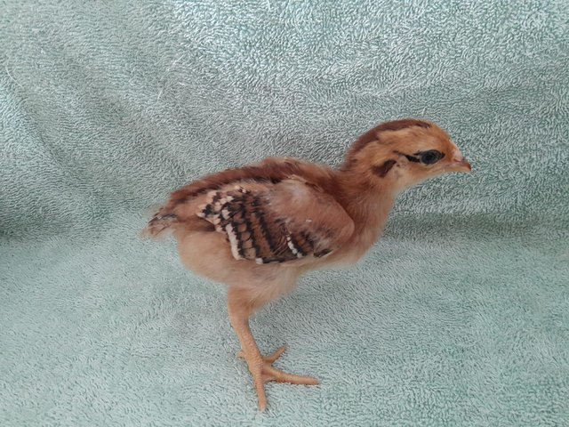 Preview of the first image of 2 week old Rhode Island Red x Warren chicks.
