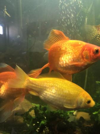 Image 4 of Three Large goldfish type
