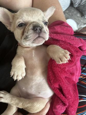 Image 4 of Absolutely stunning litter of French bulldogs.