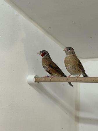 Image 5 of Pair of Cutthroat finches